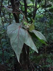 Begonia humbertii image