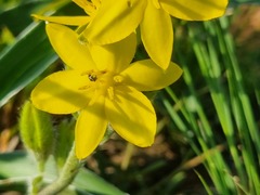 Hypoxis hemerocallidea