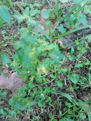 Chenopodiastrum murale