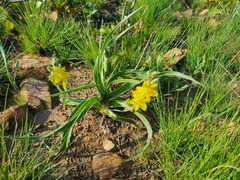 Hypoxis hemerocallidea
