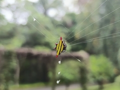 Gasteracantha diadesmia