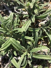 Echium angustifolium