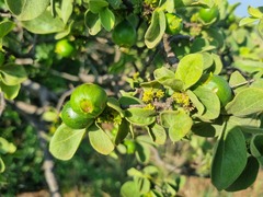 Vangueria parvifolia