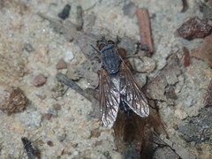 Therevidae