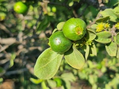 Vangueria parvifolia