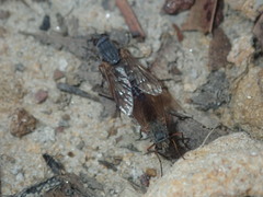Therevidae