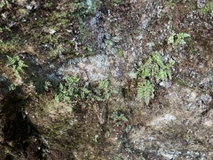 Dryopteris glabra pusilla