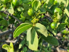 Vangueria parvifolia