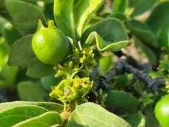 Vangueria parvifolia
