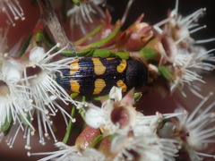 Castiarina inconspicua