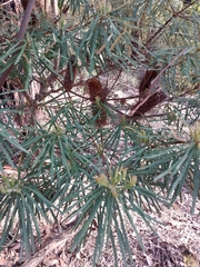 Banksia cunninghamii