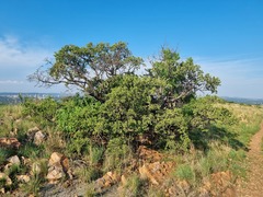 Vangueria parvifolia
