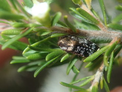 Diphucrania