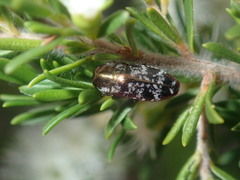 Diphucrania