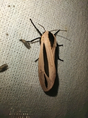 Creatonotos gangis-interrupta agg