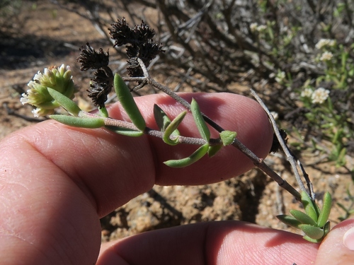Crassula rudolfii