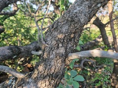 Vangueria parvifolia