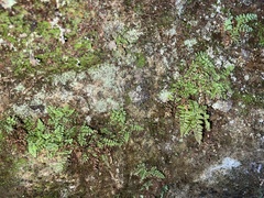 Dryopteris glabra pusilla
