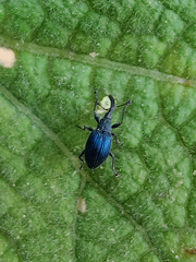 Brentidae