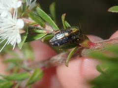 Diphucrania