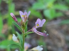 Cleome monophylla