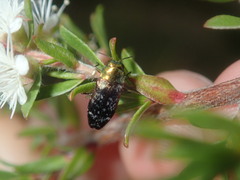 Diphucrania