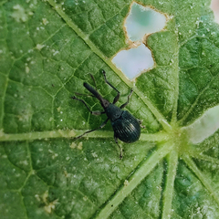 Brentidae