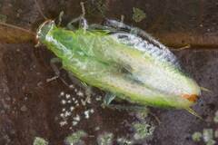 Mediastinia
