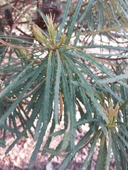 Banksia cunninghamii