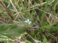 Cardamine dolichostyla