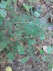 Asparagus acutifolius