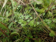Cardamine dolichostyla