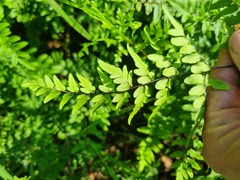 Cheilanthes viridis