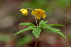 Anemonoides ranunculoides