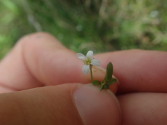 Cardamine dolichostyla