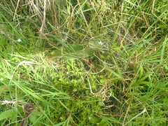 Cardamine dolichostyla