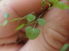 Cardamine dolichostyla