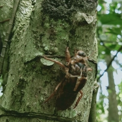 Tanna sozanensis