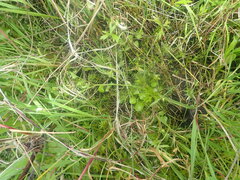 Cardamine dolichostyla