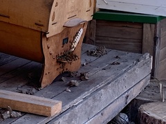 Apis mellifera