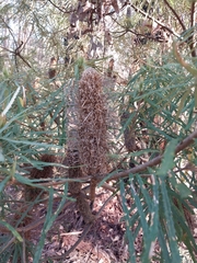 Banksia cunninghamii