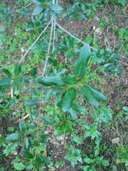 Rhamnus alaternus