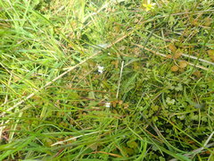 Cardamine dolichostyla