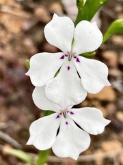 Isotoma hypocrateriformis
