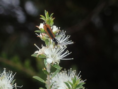 Stenoderus suturalis