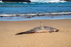 Carcharhinus brevipinna