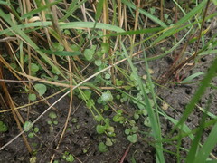 Cardamine dolichostyla