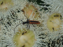 Stenoderus suturalis