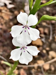 Isotoma hypocrateriformis
