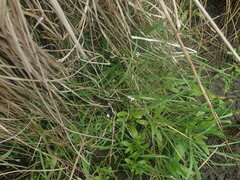 Cardamine dolichostyla